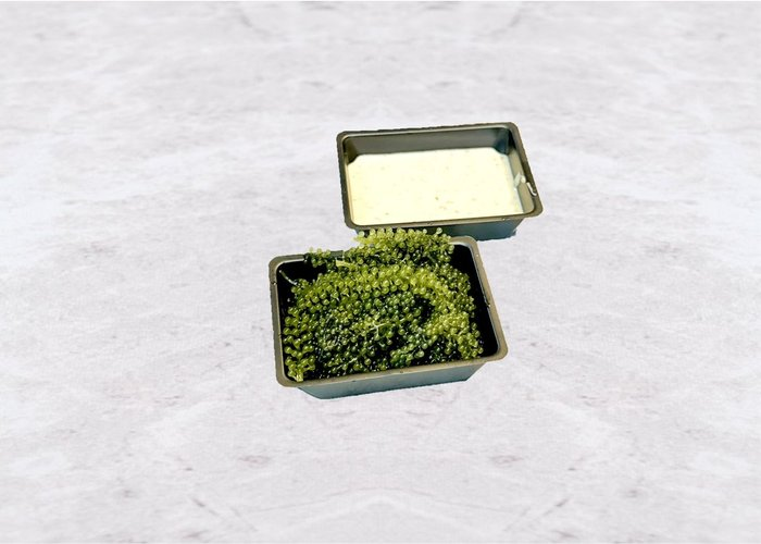 Морской виноград